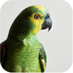 Client’s pet photo
