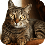 Client’s pet photo
